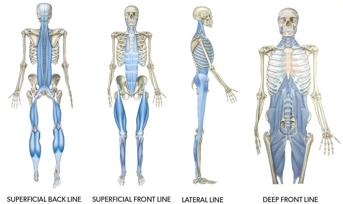tom myers anatomy trains pdf to jpg